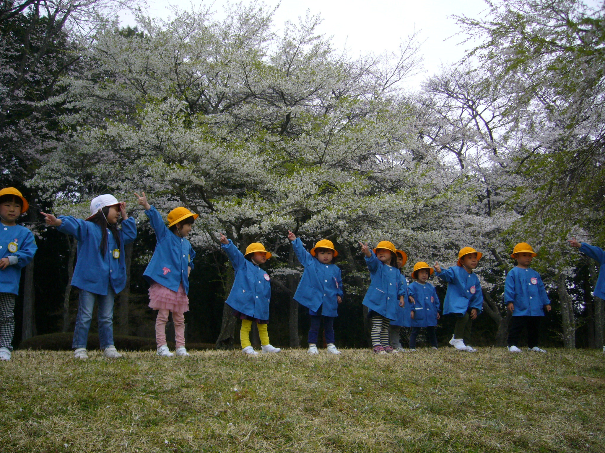 赤館公園花見