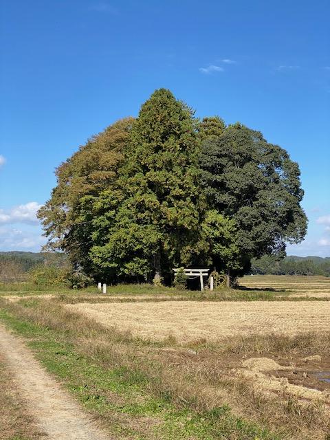 鎮守の森